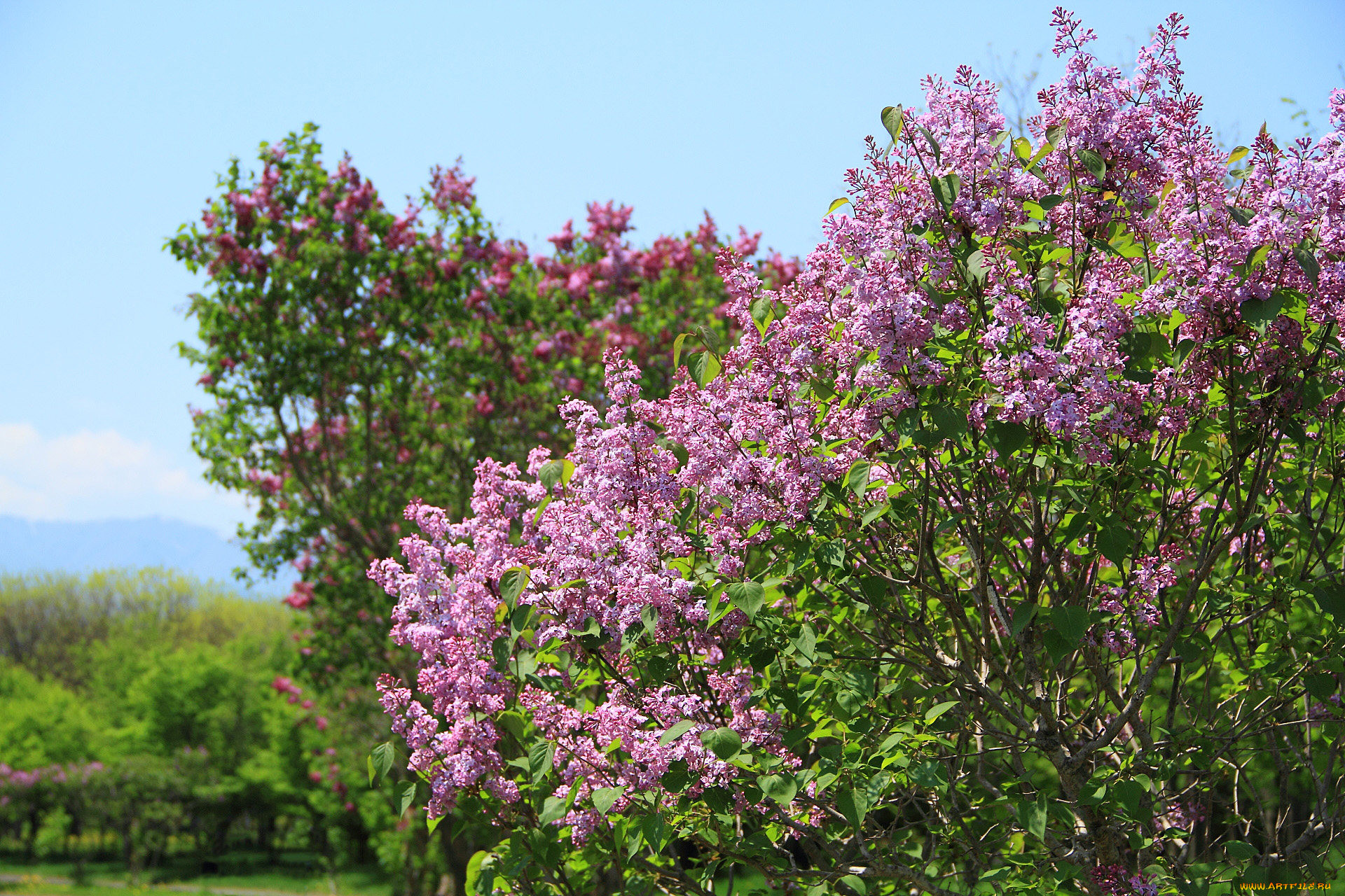 Сирень кустарник